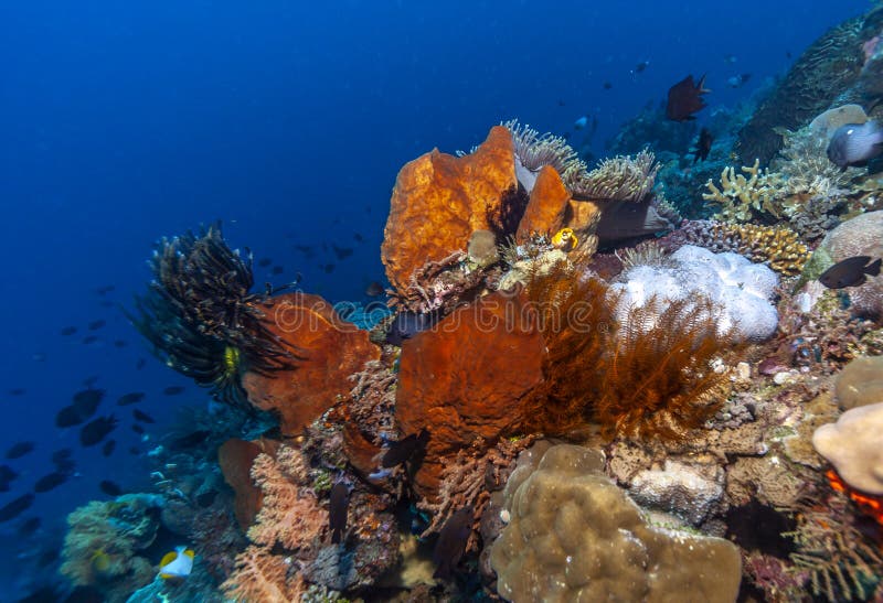 Coral Garden Underwater Bali Stock Photo - Image of marine, coral ...
