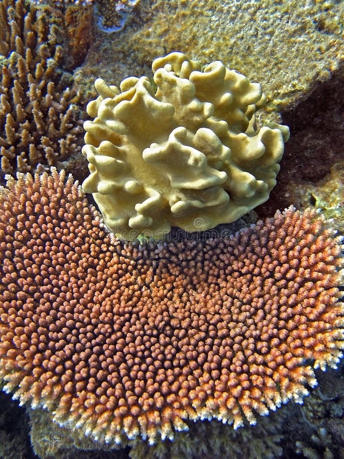 Coral gardens