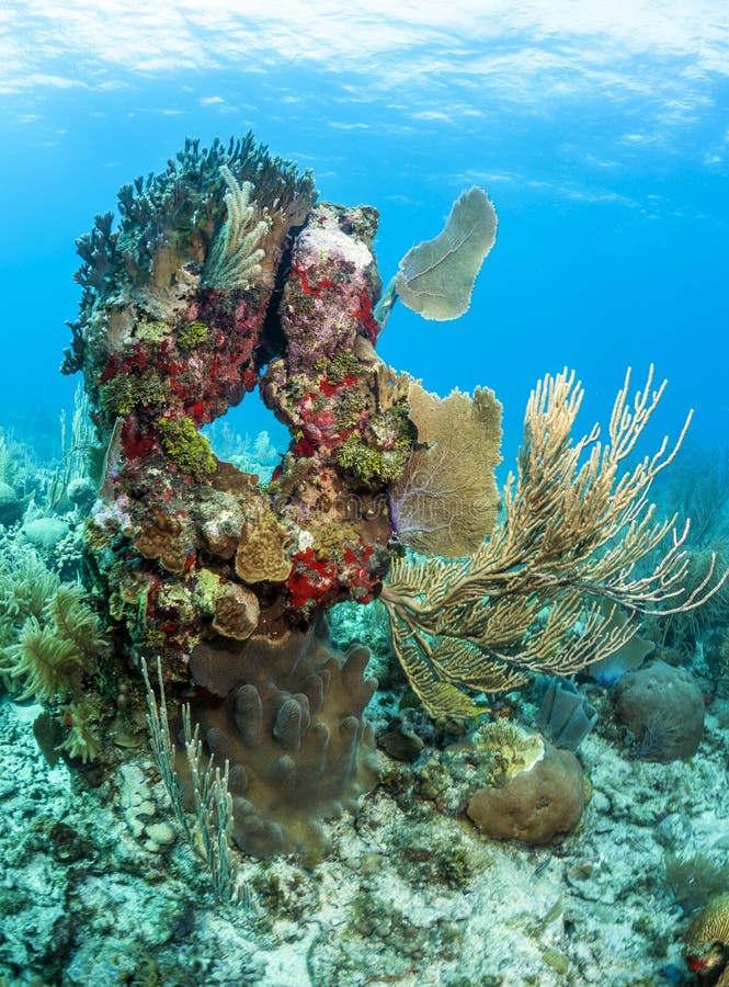 Coral head stock image. Image of islands, caicos, coral - 17127291