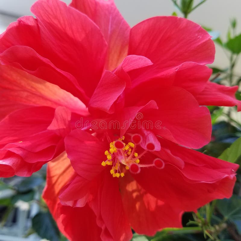 Coral hibiscus flower stock image. Image of peony, flower - 242765923