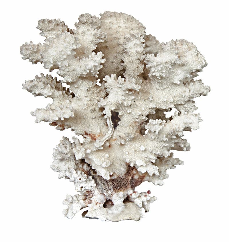 Coral Isolated on White Background Stock Image - Image of nature ...