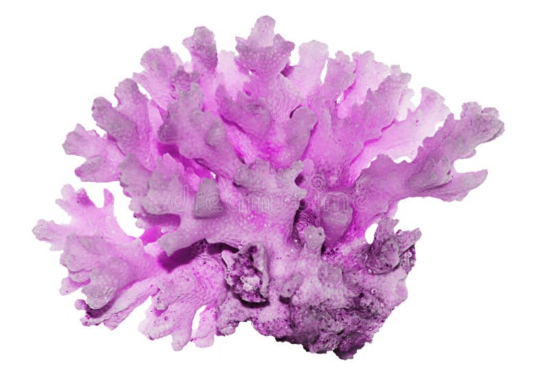 Coral Isolated On White Background Stock Image Image of carbonate