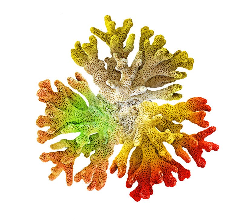 70,640 Coral White Background Stock Photos Free & RoyaltyFree Stock