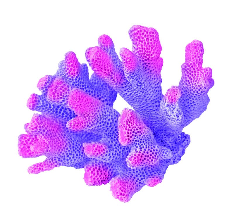 Coral isolated on white stock image. Image of marine 163802005