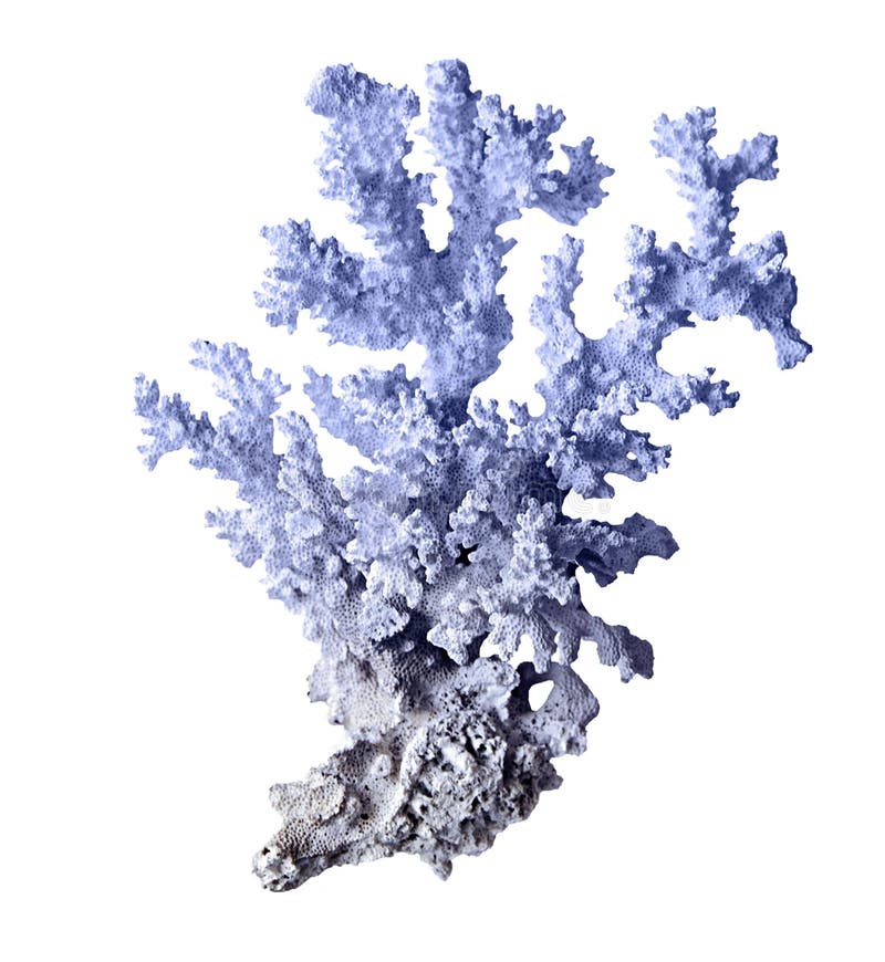 Coral isolated on white stock image. Image of marine 254931395