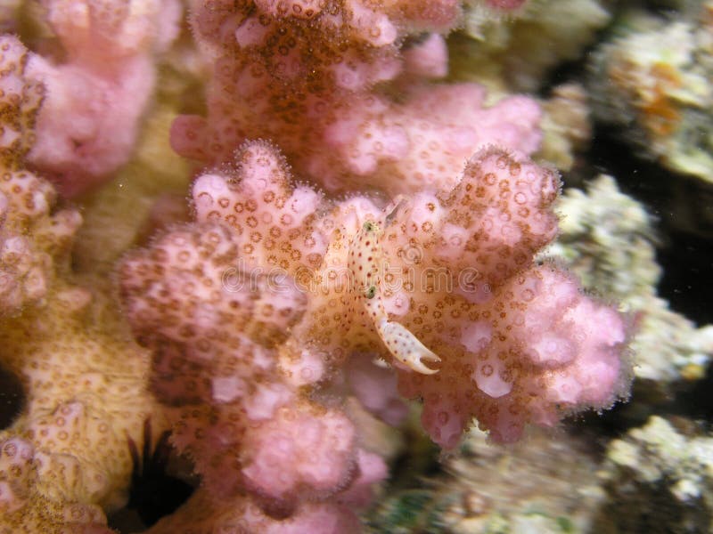 Coral krab w rusberry bardzo małego