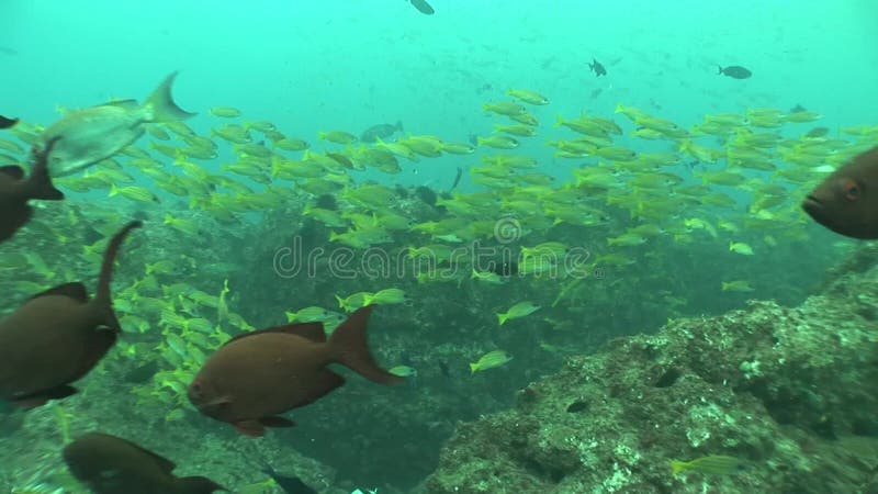 Lobster Coral Life Diving Mozambique South Africa Underwater Video ...