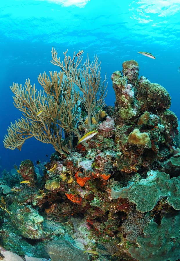 Colorful Undersea View with Corals and Sea Sponges Stock Photo - Image ...