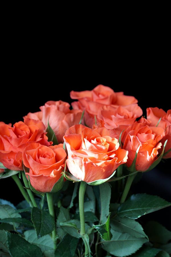 Coral miniature roses bouquet on the empty black background royalty free stock image