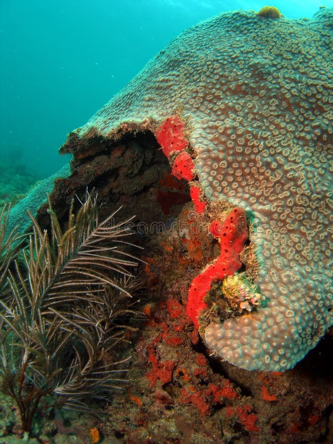 Coral Mound stock image. Image of marine, brown, underwater 13740699
