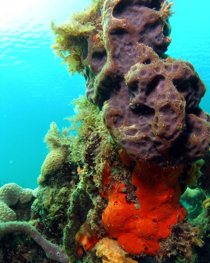 Coral Mound stock image. Image of marine, brown, underwater 13740699
