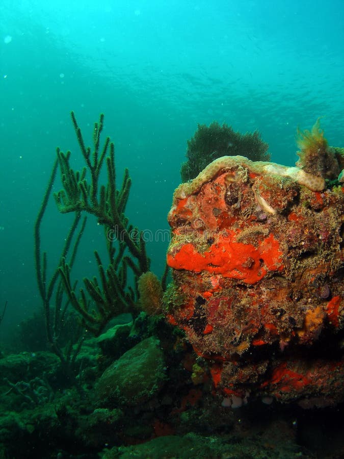 Coral mound stock photo. Image of underwater, nature 11114378