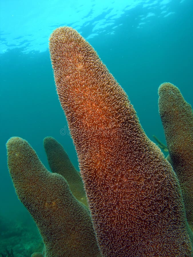 Coral Mound stock image. Image of reef, tropical, mask 18090985