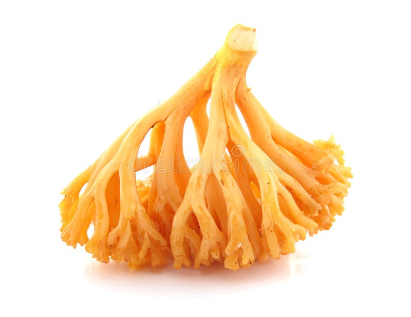 Coral mushroom Ramaria flava Changle