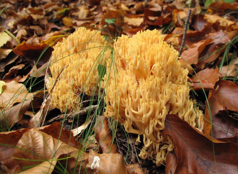 Coral mushroom Ramaria flava Changle