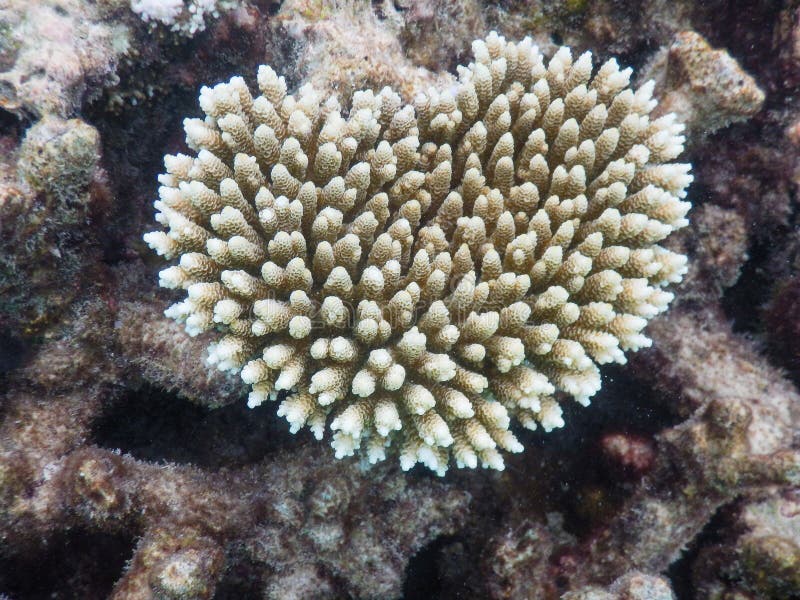 Coral Rare View from Deep Barrier Reef Stock Photo Image of marine