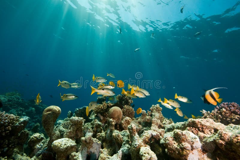 Coral, ocean and fish