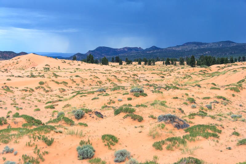 Coral Pink Sand Dunes State Park in Utah at sunset