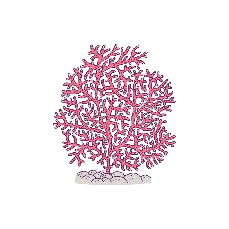 Coral pink. Vector coralline reef ocean animal underwater life doodle line isolated illustration.