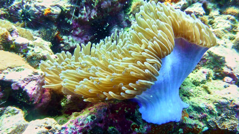 Coral polyp in the Red sea stock image. Image of life - 91365273