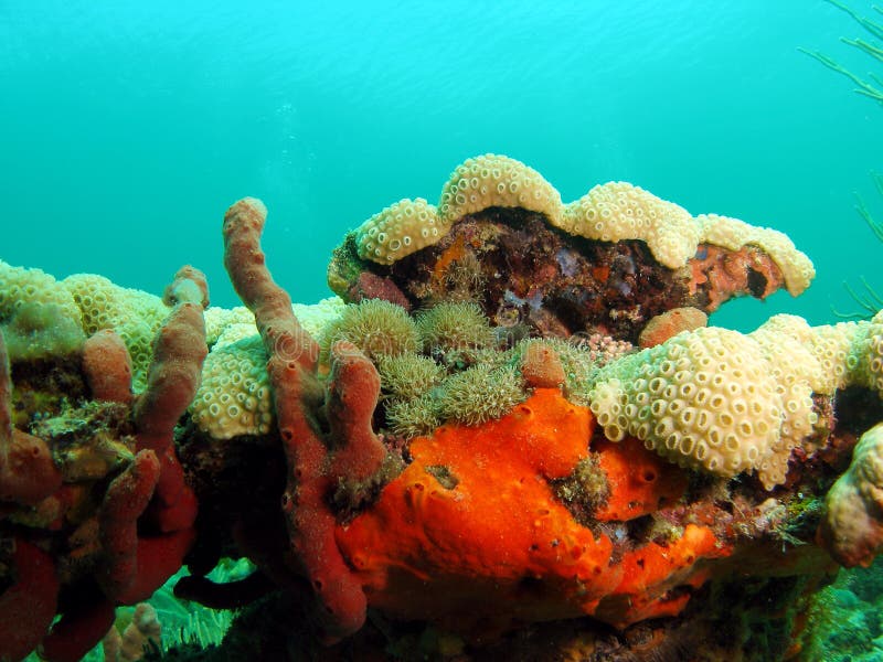 Orange Coral reef stock photo. Image