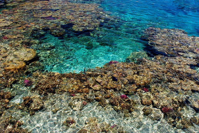 Coral reef