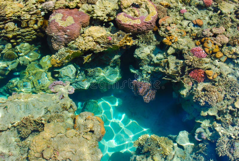 Coral reef