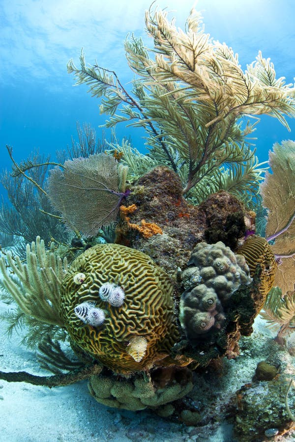 Coral reef