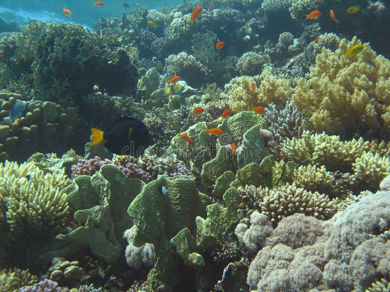 Coral reef stock photo Coral reef stock photo
