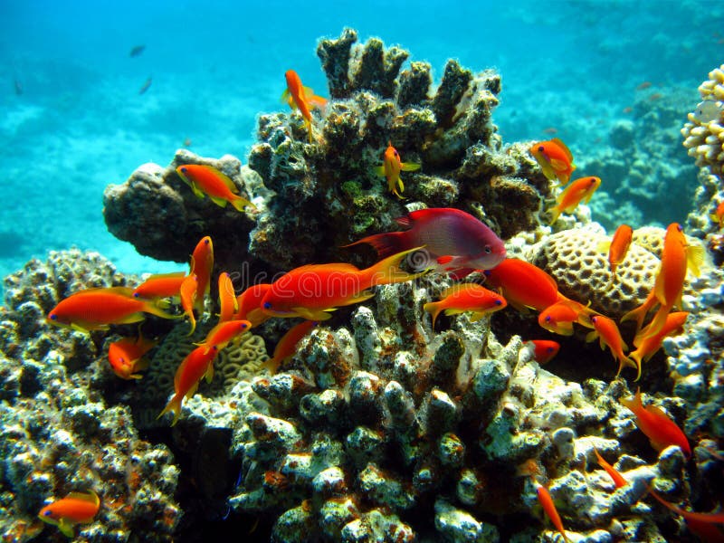 Coral reef stock image Coral reef stock image