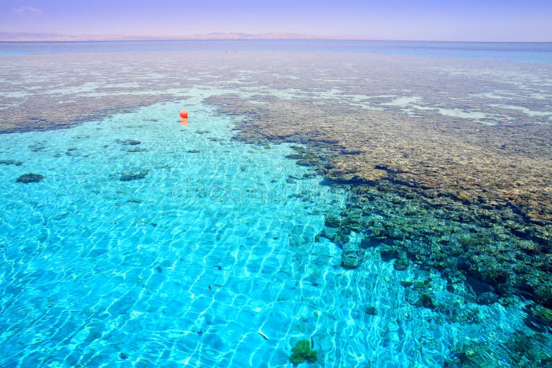 Coral reef (2). Red Sea. Egypt.