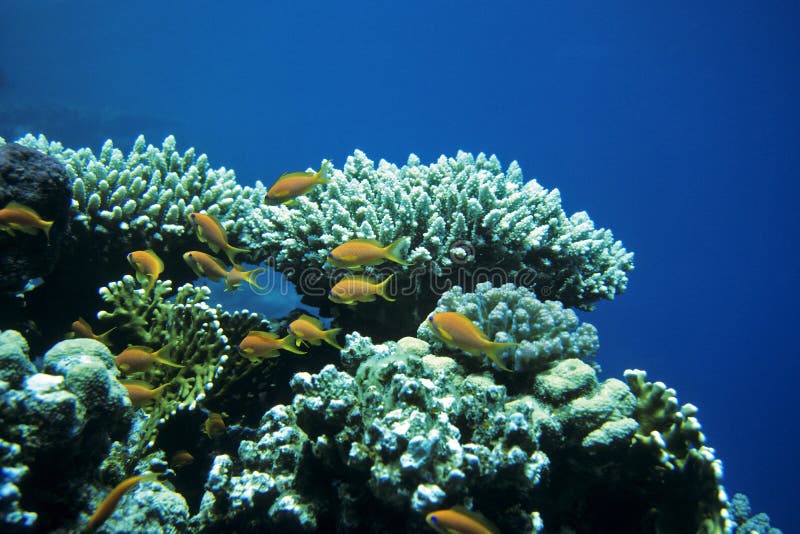 Coral Reef royalty free stock image