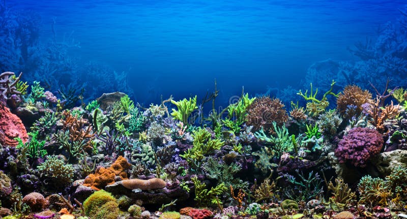 Coral Reef. Underwater life. Coral reef, colorful plants in ocean Coral Reef. Underwater life. Coral reef, colorful plants in ocean