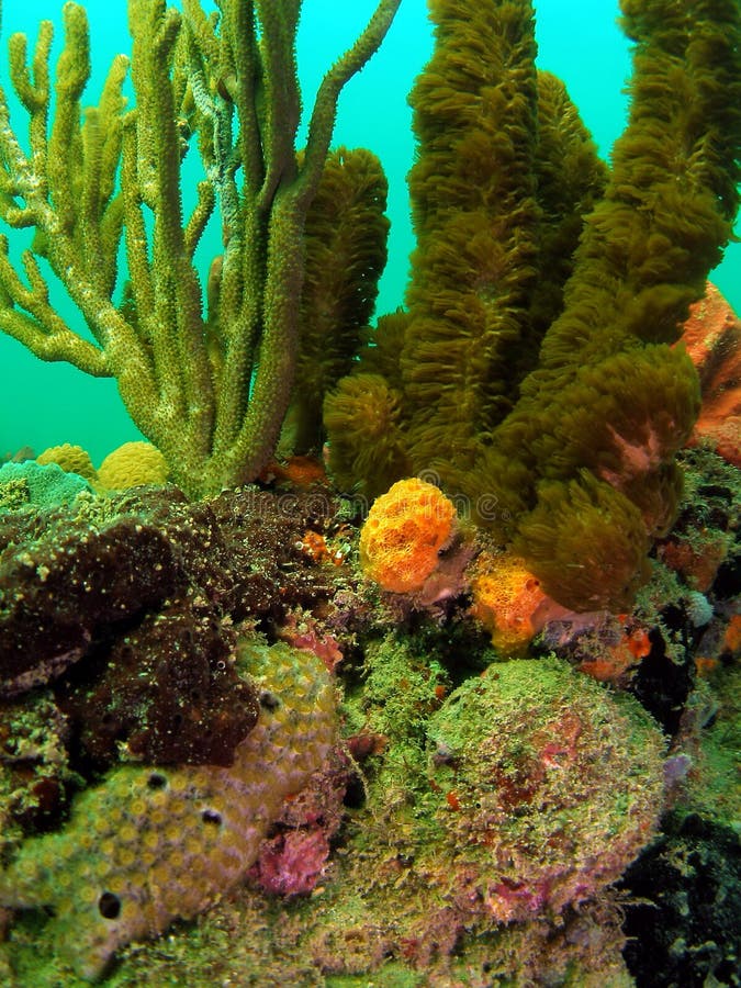 Coral Reef