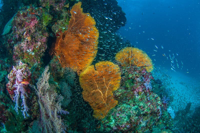Coral Reef stock photo. Image of prawn, seawater, marine - 36952754
