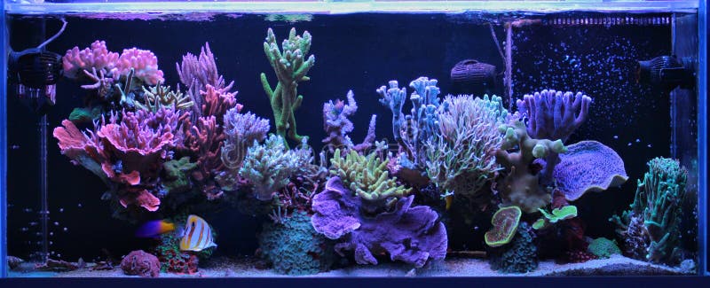 serene scene marine aquarium serene scene marine aquarium