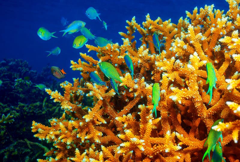 Tropical coral reef fish stock image. Image of color, clown - 4494187