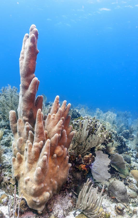 Coral reef in Carbiiean Sea, pillar coral. Coral reef in Carbiiean Sea, pillar coral