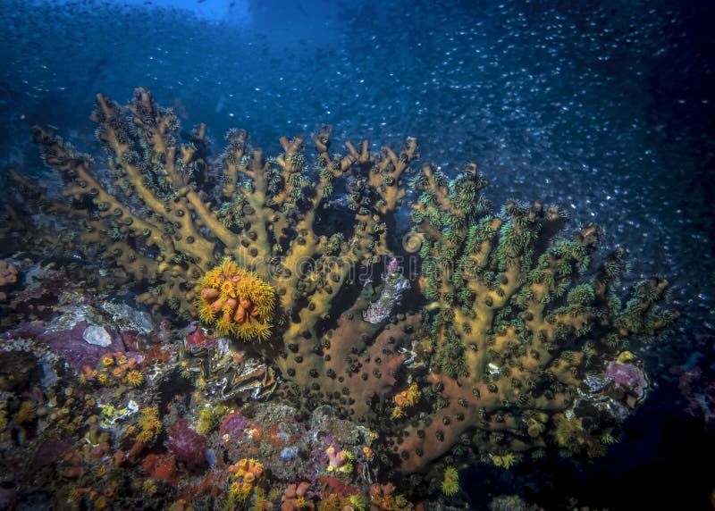 Coral Reef Colors at Night in the Indian Ocean Stock Photo - Image of ...