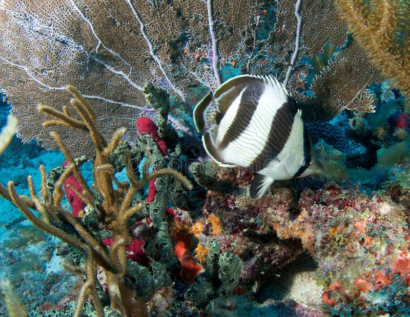 Coral Reef Composition. stock images Coral Reef Composition. stock images