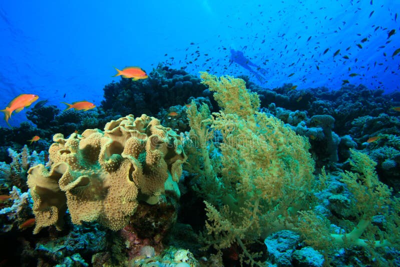 Colorful Coral Reef, Belize Stock Photo - Image of reef, eels: 82086202