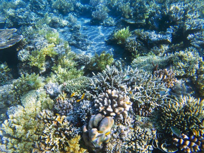 Coral Reef Diversity. Exotic Island Shore Shallow Water. Tropical ...