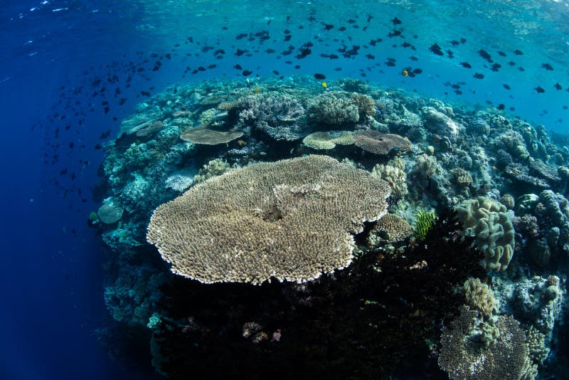 Coral Reef Drop Off in Wakatobi National Park Stock Photo - Image of ...