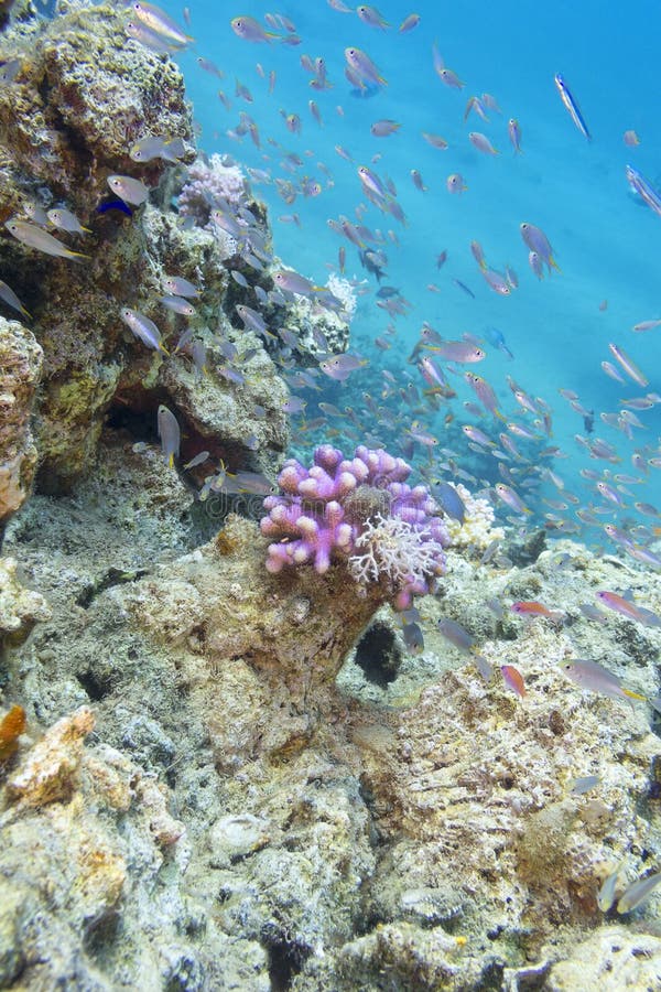 Coral Reef with Exotic Fishes in Tropical Sea, Underwater Stock Photo ...