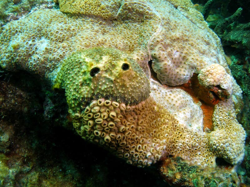 Coral Reef Face