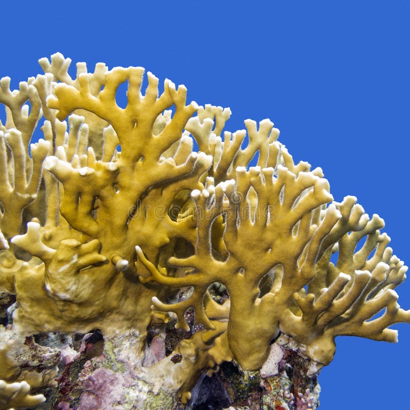 Coral Reef with Fire Coral on a Background of Blue Water Stock Image