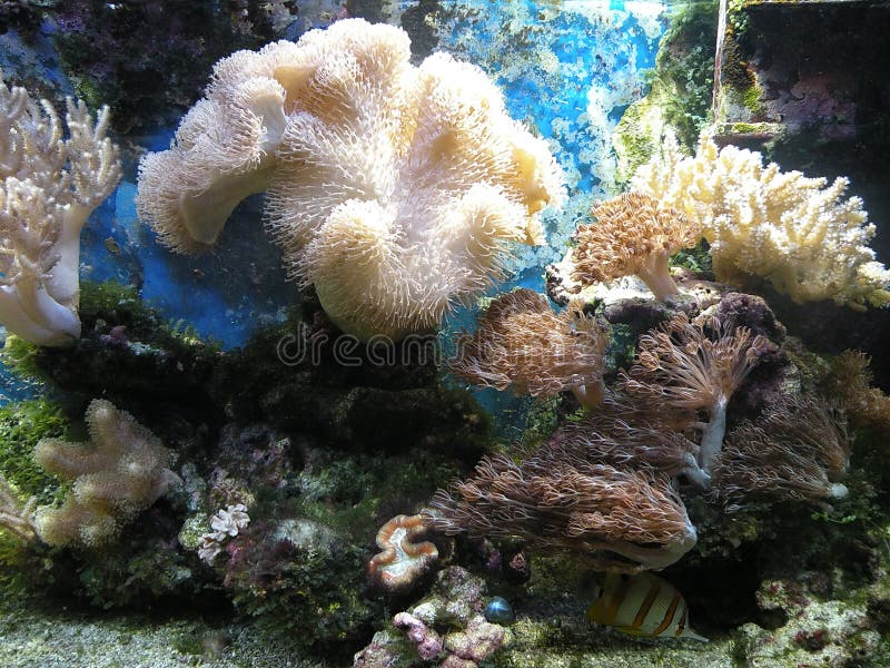 Coral Reef and Fish