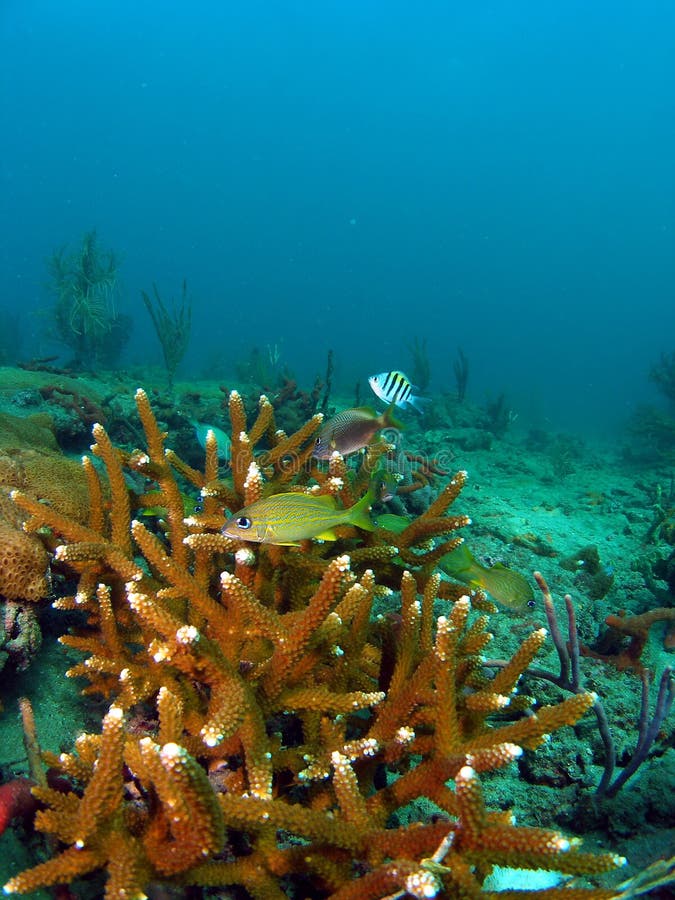 Coral Reef Formation And Fish Picture. Image: 2040814