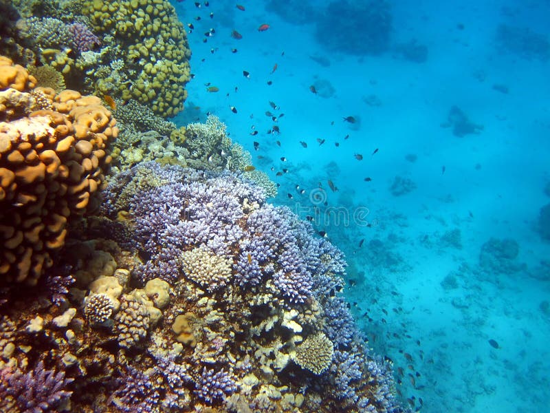 Coral reef and fish