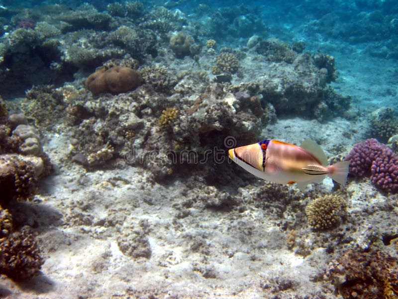 Coral reef and fish